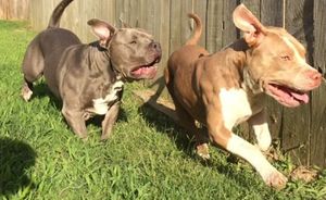 Dos perros de raza pitbull fueron sacrificados, luego de asesinar a dos menores de edad, en Estados Unidos.
