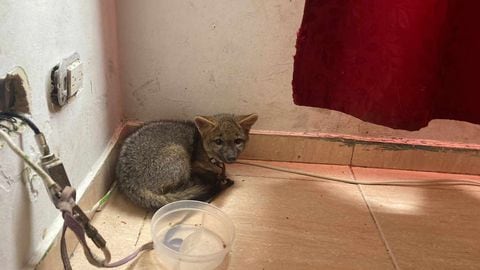Un zorro cangrejero era tenido como mascota en una casa al sur de Bogotá