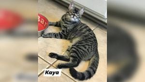 Kaya es una gata que nació con una malformación en su cara y en el albergue le buscan un hogar. Foto Facebook ToRescue.org