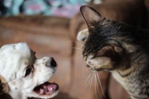perros y gatos peleando