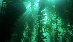 La mayoría de los bosques de algas en las costas del mundo están luchando debido al cambio climático, pero una franja de bosques de algas en la Patagonia ha estado prosperando. Su éxito se debe a las rachas de frío marino,
NOAA
(Foto de ARCHIVO)
03/6/2022