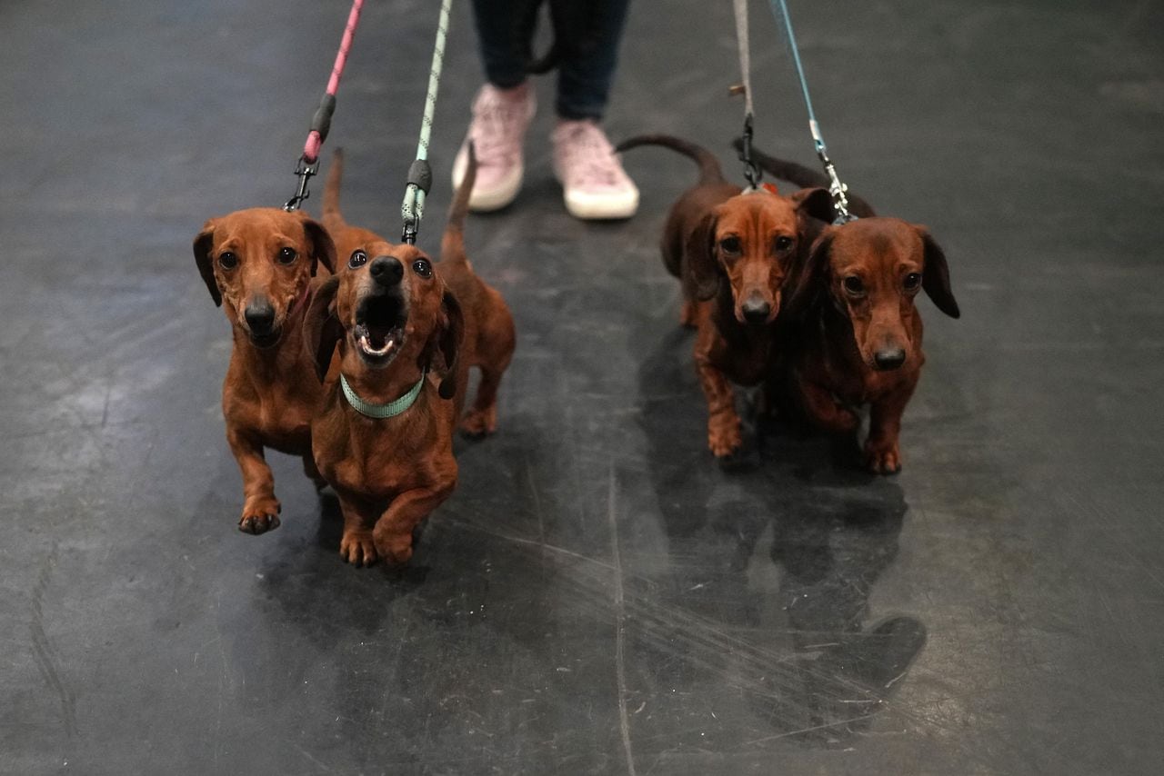 Perros salchicha en miniatura caminan por el lugar el segundo día de Crufts en el Centro Nacional de Exposiciones el 8 de marzo de 2024 en Birmingham, Inglaterra.