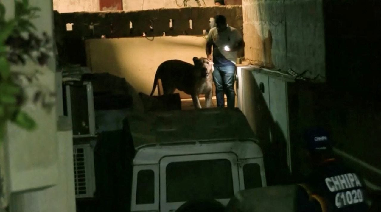 En esta captura de pantalla de vídeo se captura un león que escapó de un vehículo privado en medio de un tráfico intenso, en Karachi, Pakistán, el 29 de agosto de 2023.