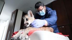 Puma incautado en Bogotá
