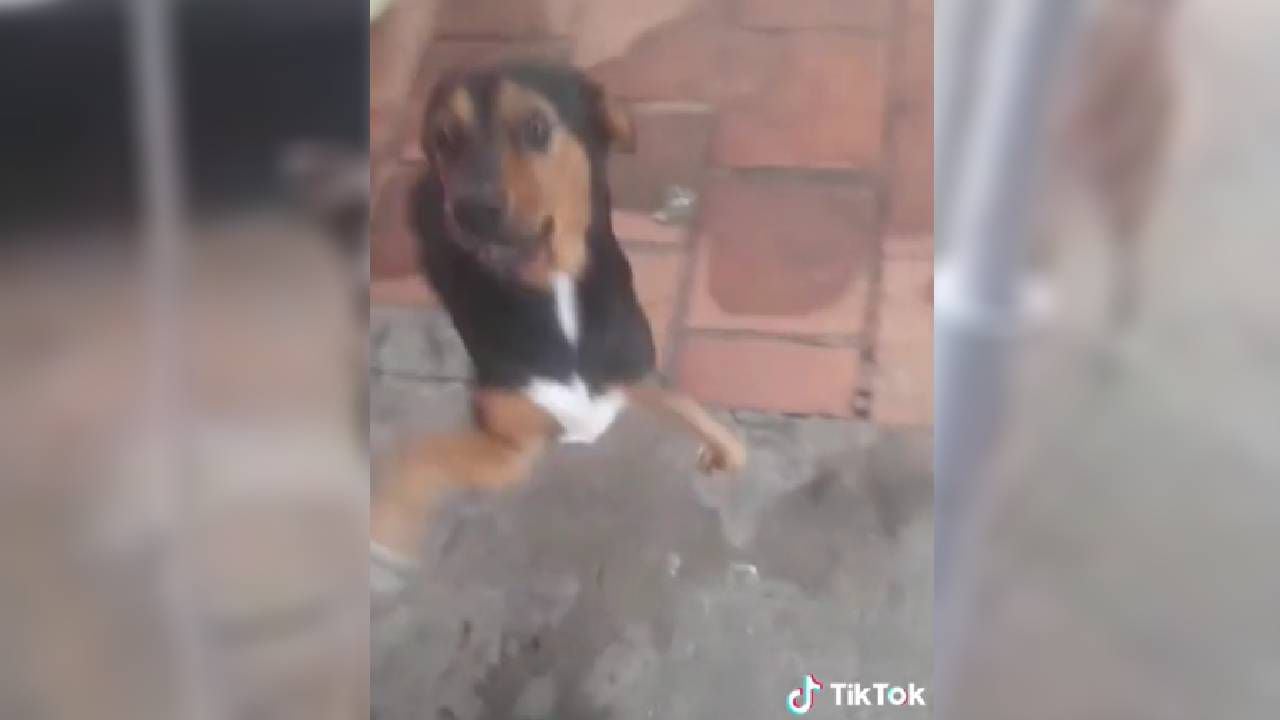 El comportamiento del perro se hizo viral en TikTok.