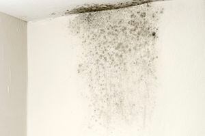Los hongos en las paredes pueden presentarse por humedad.