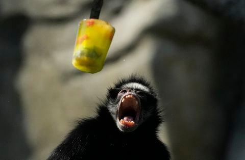 Las paletas heladas son parte del programa de bienestar de los monos. Les brindan confort térmico, y diseminar las paletas en distintos sitios también estimula su necesidad conductual de buscar comida.