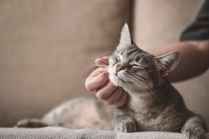 Gato rayado gris con mano de mujer sobre un fondo marrón. Día mundial de las mascotas.