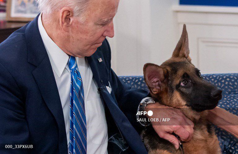 Las mascotas problemáticas acosan al presidente Biden una vez más, después de que Commander estuvo involucrado en varios incidentes de mordeduras, incluso en la Casa Blanca, la segunda vez que un perro de la familia Biden ha sido acusado de morder al personal.
