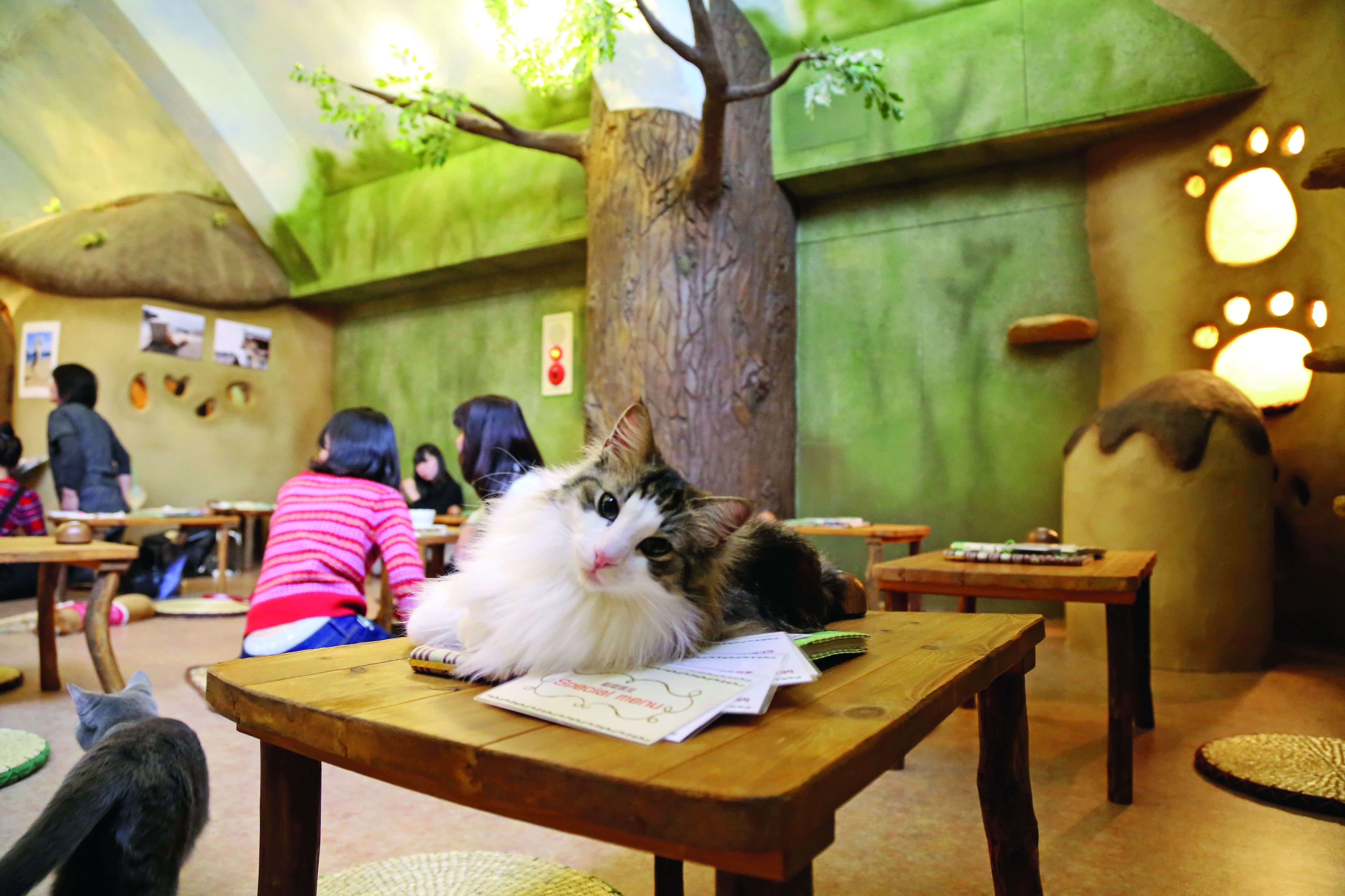 Включи коте ресторан. Кошачье кафе - "Cat Cafe" в Японии. Кошачье кафе в Токио. Кошачьи кафе в Японии. Котокафе в Токио.