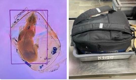 El pasajero se disponía a pasar por el puesto de control para abordar su vuelo, cuando de pronto en la máquina de rayos X apareció que en su mochila había un acompañante extra que no había sido reportado.