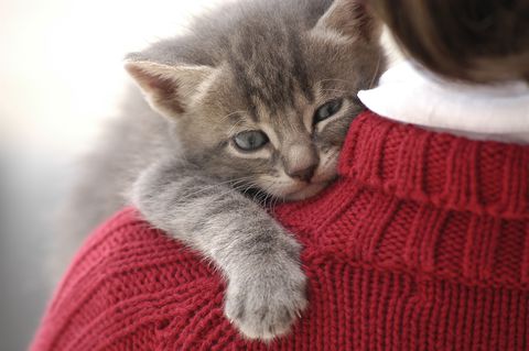 En un gesto que ha generado tanto asombro como emoción, una empresa en Florida está dispuesta a pagar generosamente por un trabajo que muchos considerarían un sueño hecho realidad: abrazar gatitos.