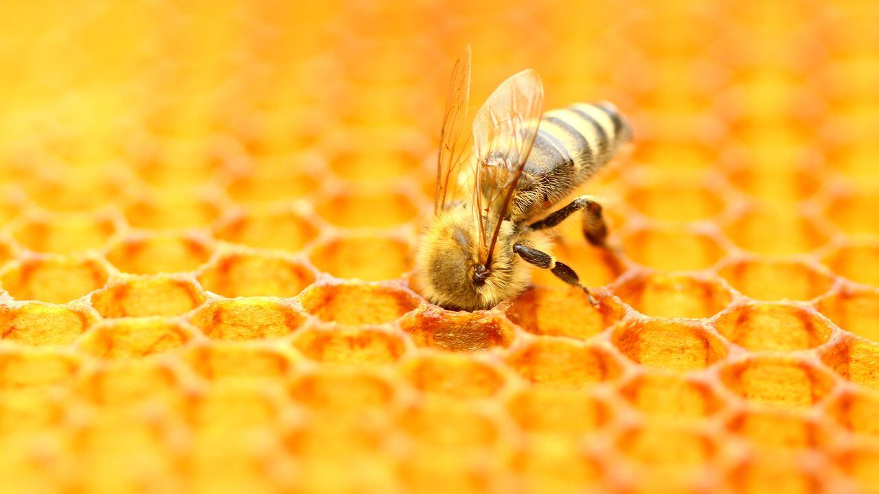 La gente asocia las abejas a la miel, pero en el mundo existen más de 20 mil especies, de las cuales solo 7 producen el fluido dulce.