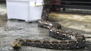 El animal encontrado junto a la mujer era una pitón reticulada, considerada la serpiente más larga del mundo (imagen de archivo)