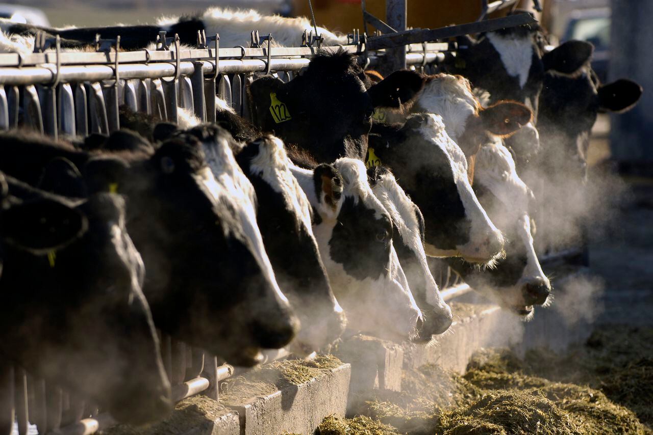 Vacas lecheras se alimentan a través de una reja en una granja lechera.