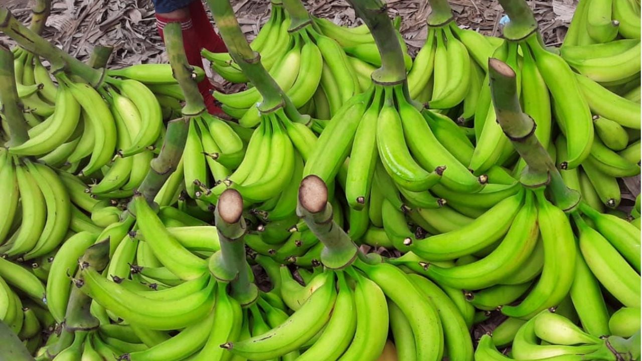 Cultivo de plátano orgánico