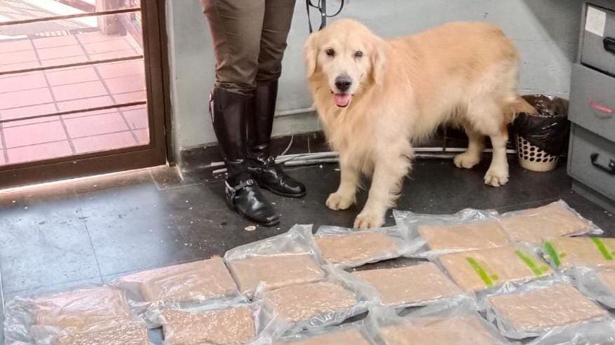 Gandalf, el perro que descubrió cargamento de marihuana en un congelador en Cali.