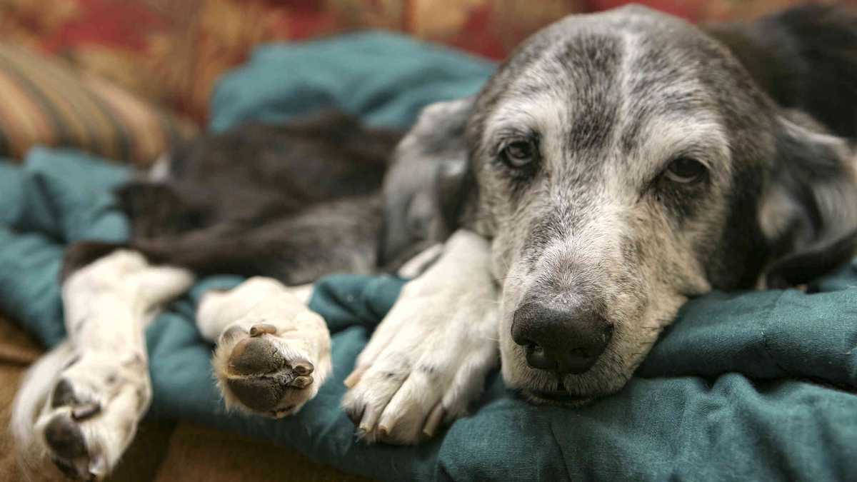 Existen una serie de tratamientos que ayudan a los caninos enfermos para que su sufrimiento sea menor.