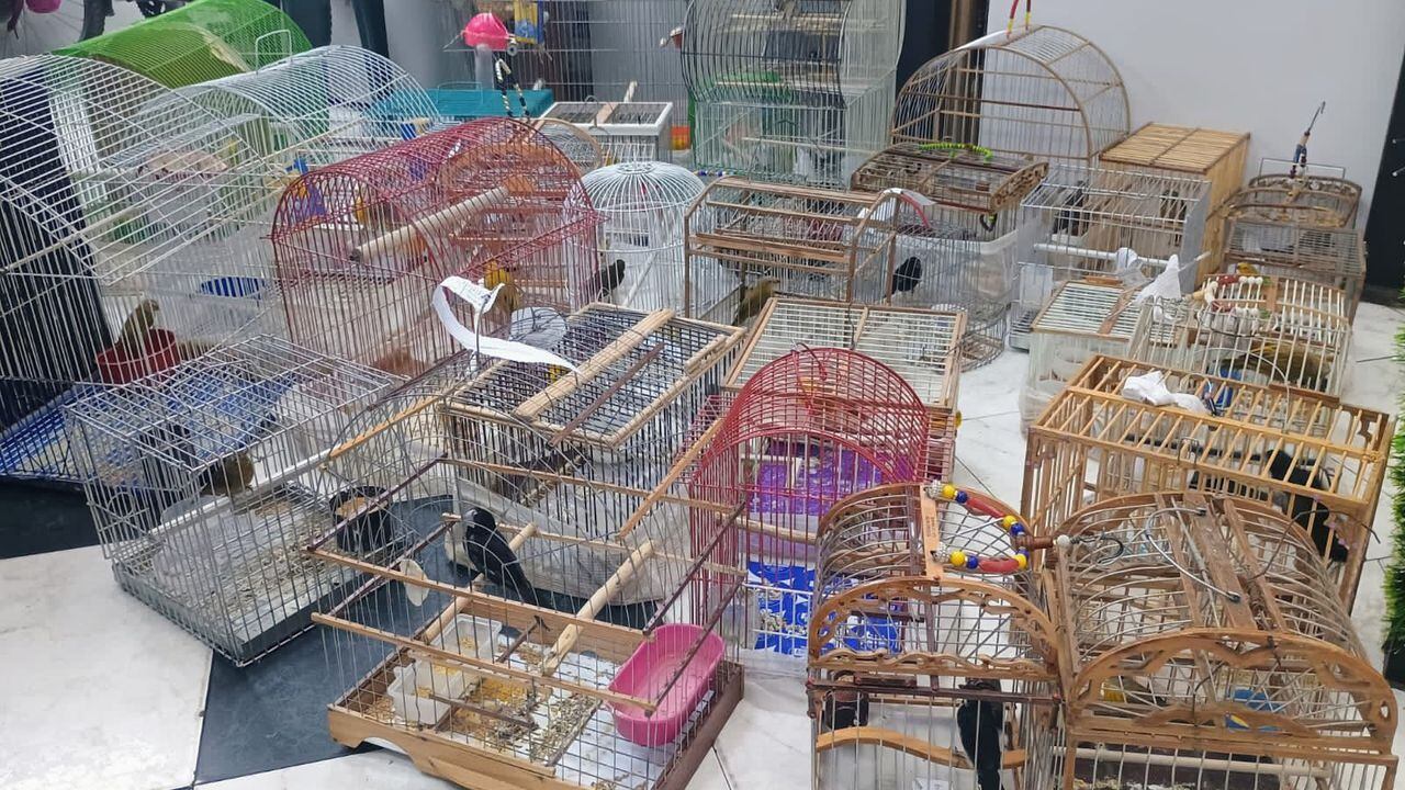 Más de 50 aves silvestres fueron recuperadas en la localidad de Tunjuelito