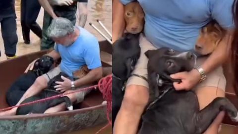 Rescate de perros en Brasil