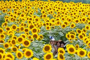 Los visitantes posan para una selfie en un campo de girasoles en la ciudad de Hokuto, prefectura de Yamanashi. La ciudad, conocida por sus horas de sol más largas al año en Japón, atrae a muchos turistas durante su festival de verano de girasoles. Martes 9 de agosto de 2022 Foto AP/Shuji Kajiyama
