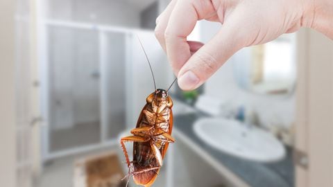 Las cucarachas se pueden sentir atraídas por los restos de comida.