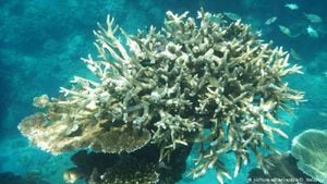 Blanqueamiento de coral. La población de coral pierde no solo su color, sino también su capacidad de reproducirse. Los arrecifes de coral mueren y no ofrecen protección, ni comida, ni zonas de caza para la vida marina. Foto: DW