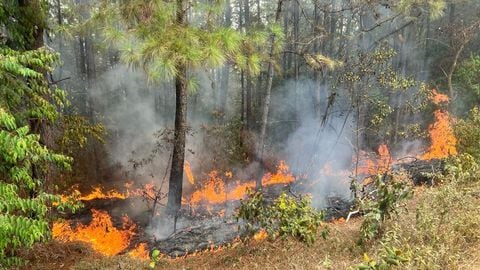 Terrible situación en el Cauca: presuntos invasores atacaron a población civil y generaron incendio forestal.