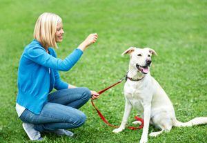 ©Ingimage. Procura que su caminata sea por el césped y llévalo por donde circulan otros perros, así el olor de los otros lo incitará a hacer sus necesidades.  Cuando lo logre, debes felicitarlo y premiarlo, así relacionará el hacerlo fuera con algo halagador.