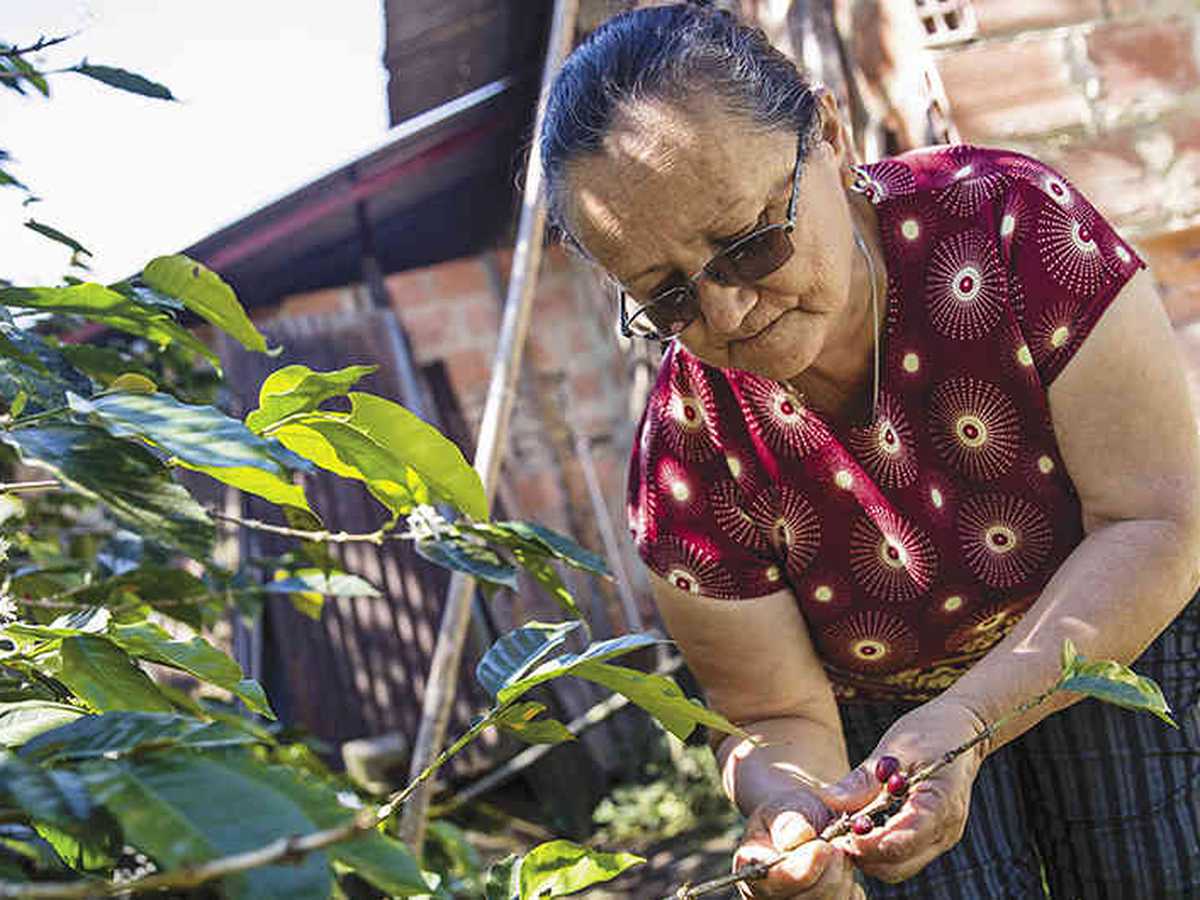 Luz Marina Peñalosa, de 59 años, es una de las líderes campesinas más respetadas de Bajo Palmar. Se ha capacitado en el Sena para ampliar sus conocimientos sobre el café.