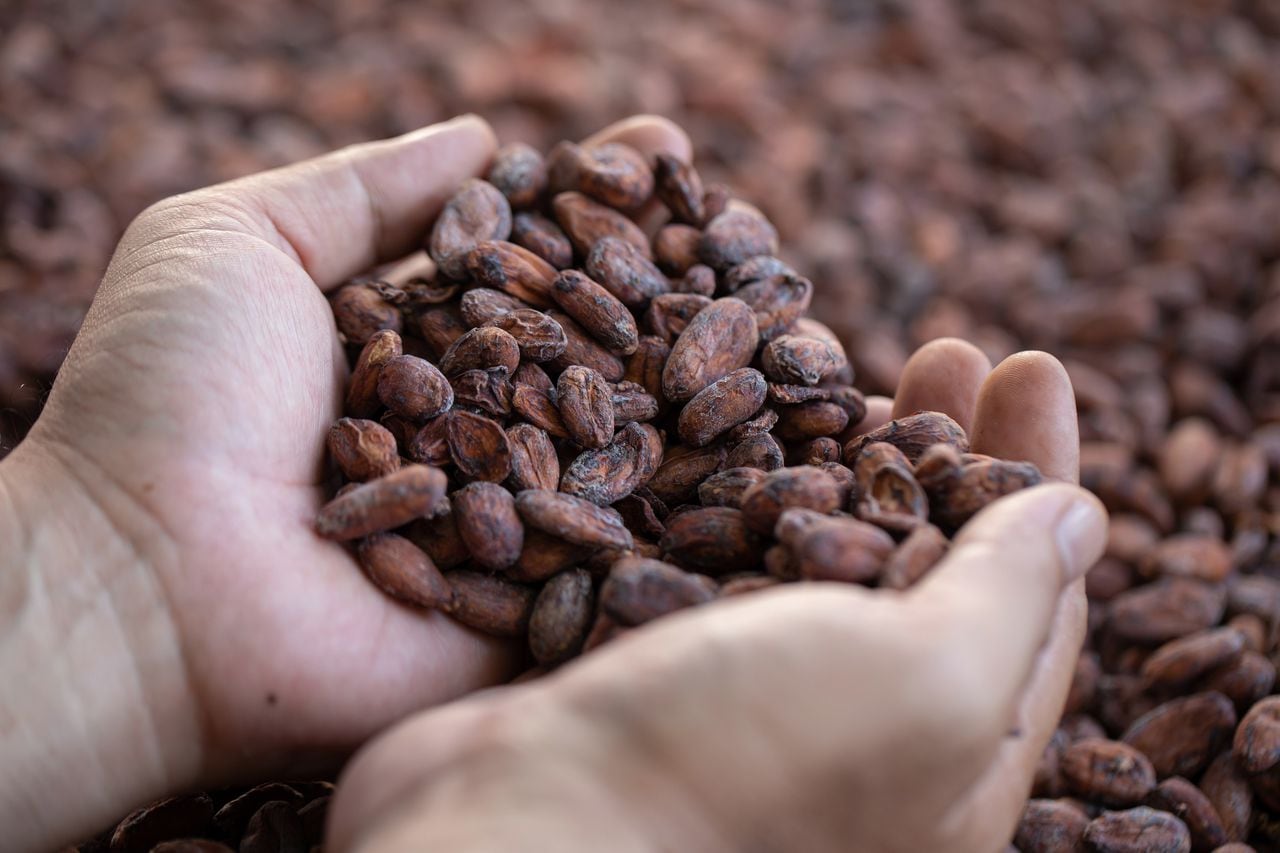 Debido al crecimiento de la demanda de cacao de Santander, hoy el departamento cuenta con dos laboratorios de análisis de calidad.