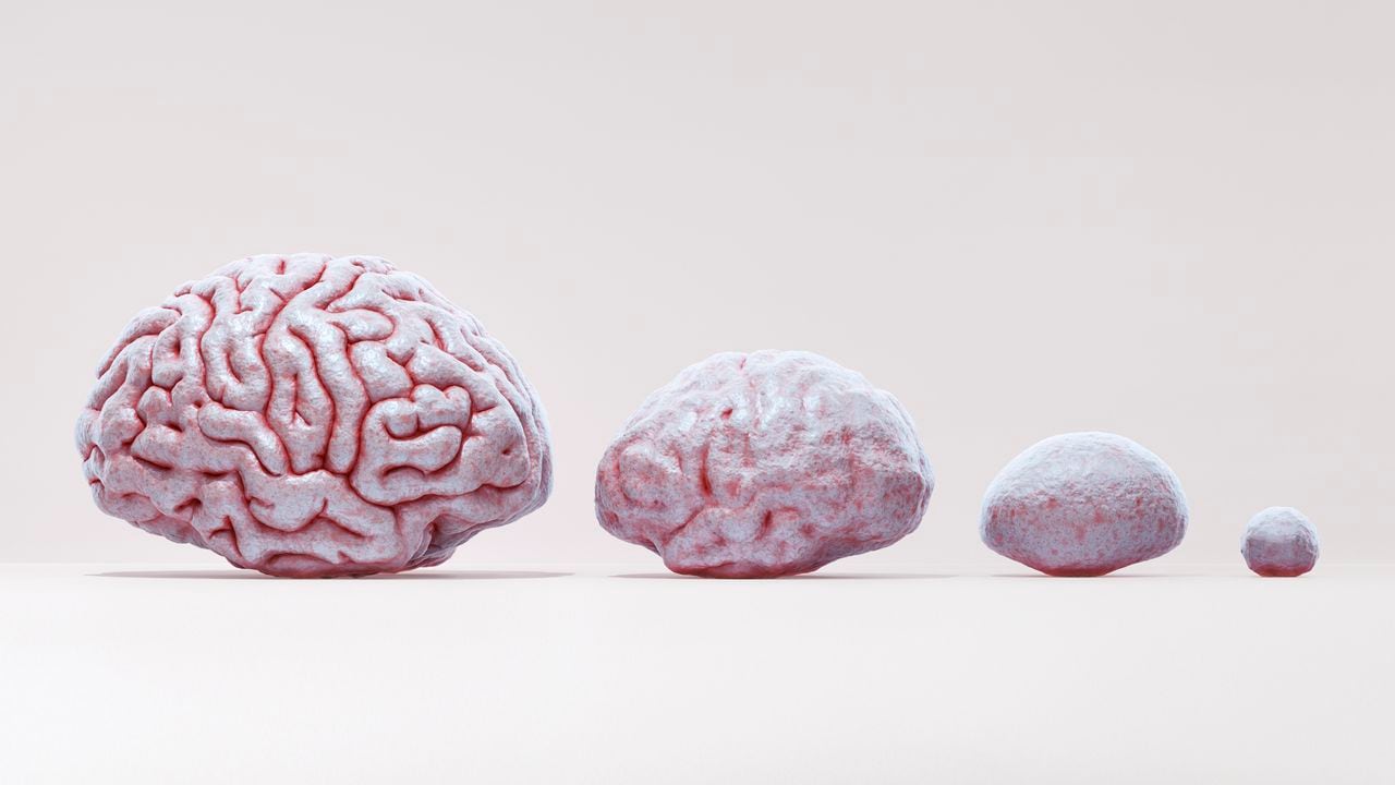 La evolución del tamaño del cerebro ha sido un punto de referencia para conocer la capacidad cognitiva de los antepasados.