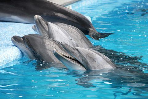 Delfines