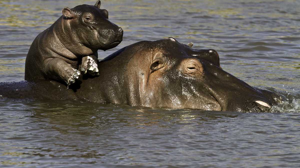 Hipopótamo con su cria