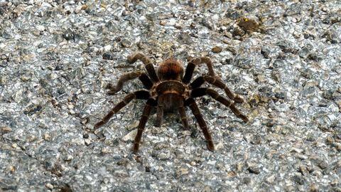 Una araña como esta se encontró el británico en su equipaje (imagen de referencia).