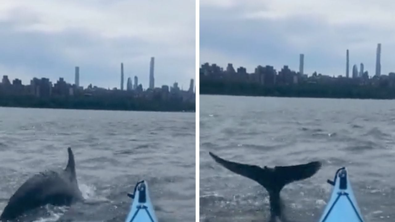 Un delfín nadó al lado de una persona que hacía kayak en Nueva York