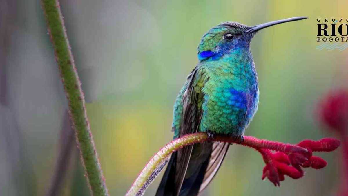 El colibrí chillón hace presencia en todos los humedales de Bogotá. Foto: Fundación Humedales Bogotá.