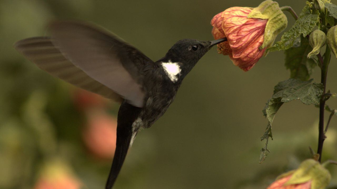 Más 300 especies de aves viven en los ecosistemas de la cuenca río Bogotá, una de sus más grandes riquezas naturales.