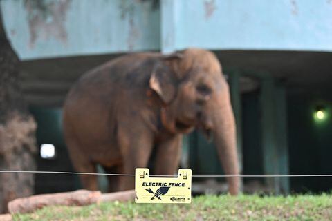 Un elefante de una cerca eléctrica en el zoológico de Hanoi en Hanoi el 16 de agosto de 2023.