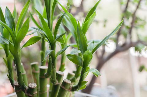 Common names include Sander's dracaena, ribbon dracaena, lucky bamboo, curly bamboo, Chinese water bamboo, Goddess of Mercy's plant and Belgian evergreen.
