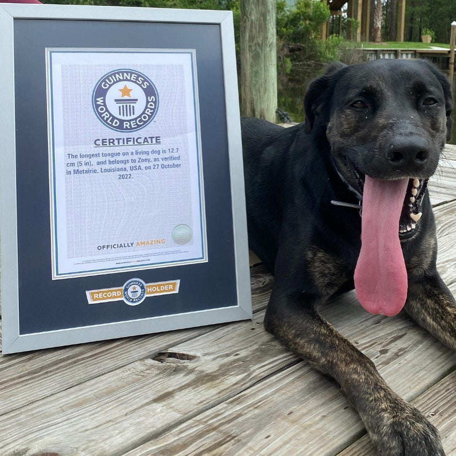 Para conseguir la distinción, Zoey e ganó a Bisbee, un perrito cuya lengua mide 9.49 centímetros.