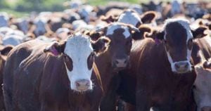 El informe del grupo de expertos de la ONU insta a cambiar los hábitos de consumo alimenticios para reducir los impactos en el clima. Dejar de consumir carne de vaca, entre las alternativas. Foto: Getty