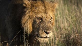 El León fue separado de los otros animales mientras se investigan los hechos