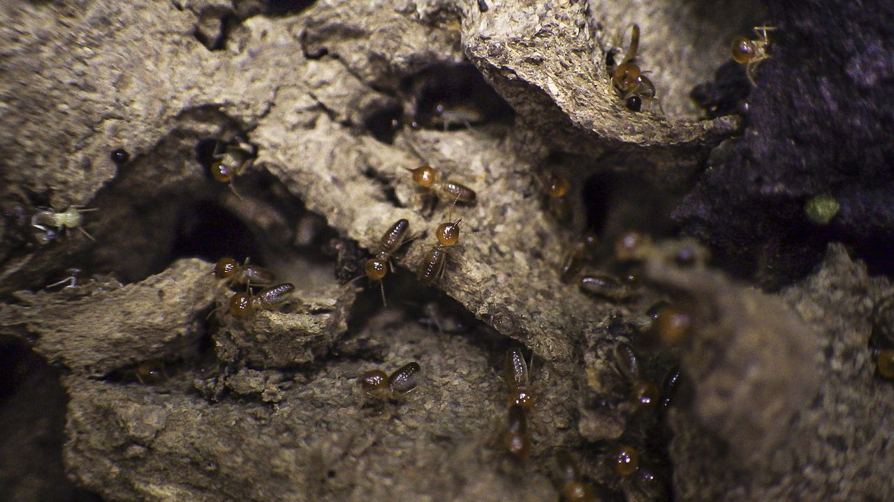 En los últimos 3 años, el Instituto ha descubierto para la ciencia tres nuevas especies de termitas.