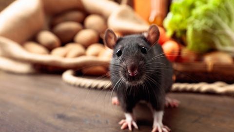Ratón / Rata