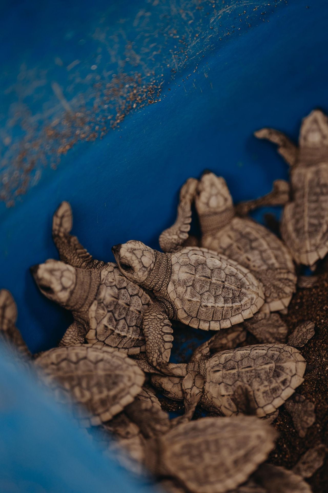 Un nido de tortuga puede contener entre 1 y 250 huevos.