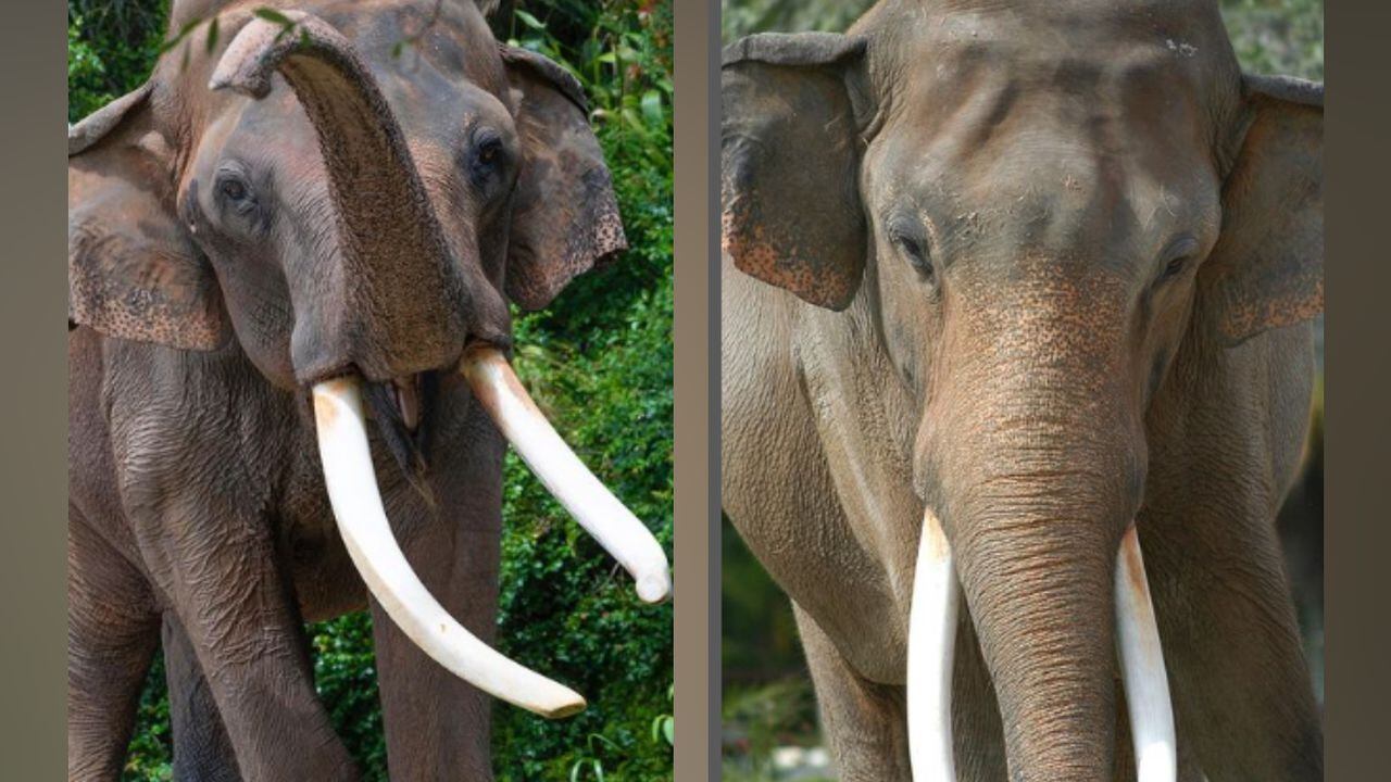 Zoológico de Miami se despide de uno de sus animales emblemáticos, el elefante Dalip.