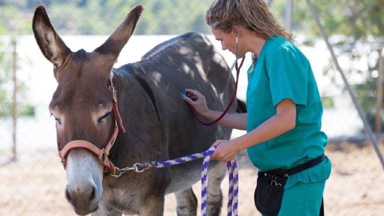 Al burro se le hizo la evaluación veterinaria correspondiente, según la Fundación Santuario Gaia (imagen de referencia, no alude al animal rescatado).