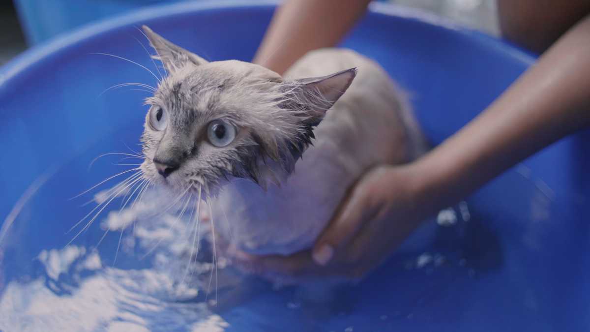 Gato-baño