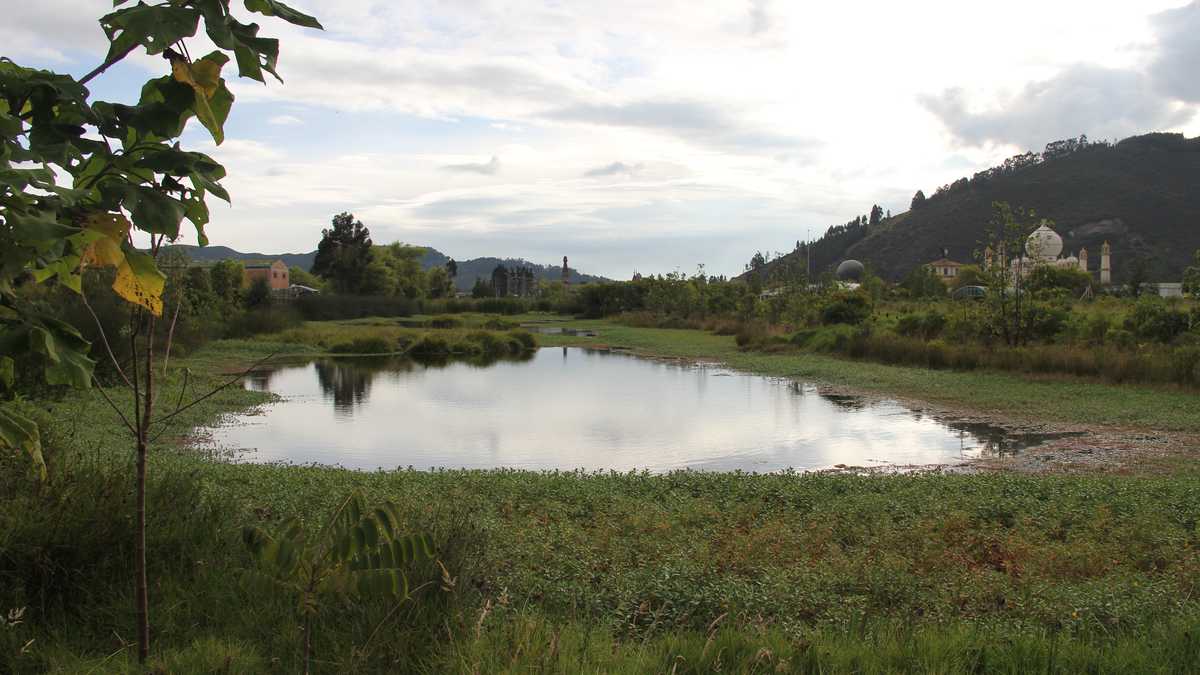 Los langostillos de río suelen encontrarse en ecosistemas de agua dulce como ríos, humedales, arroyos, entre otros